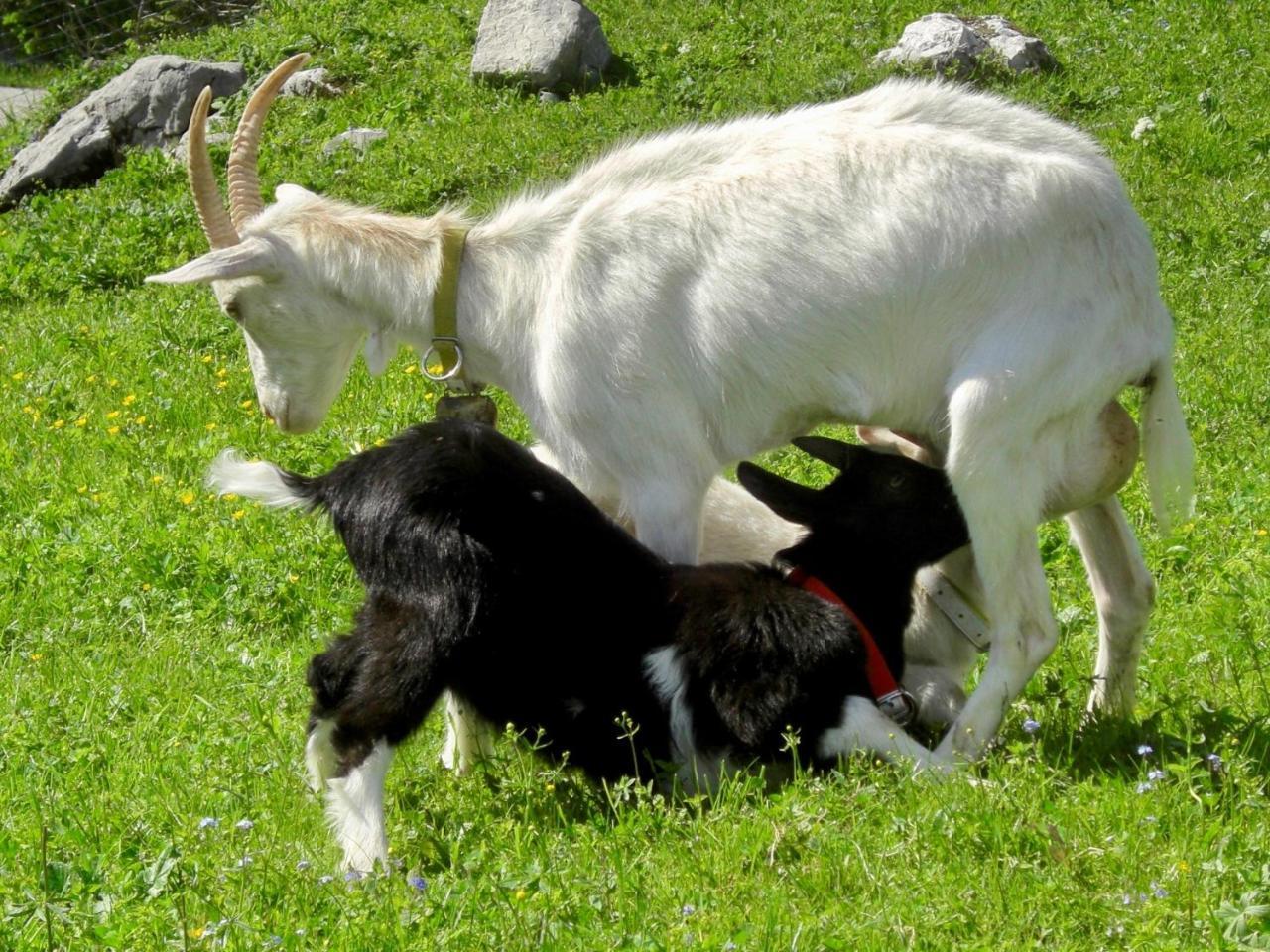 Ferienwohnung Lange Göstling an der Ybbs Exterior foto